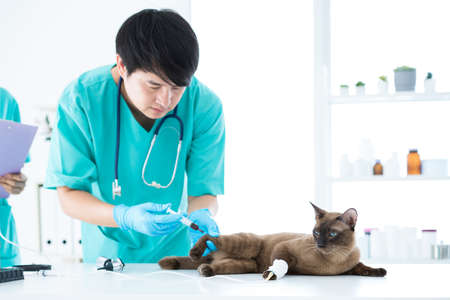 Veterinary concept. Veterinarian is doing syringe to check for blood. Analyze healthy of cat. Patients are vaccinated. Asian. Selective focus.の写真素材
