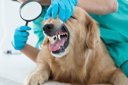 The vet is wearing a dental check-up for the Golden Retriever dog with Magnifying glass.  The vet is smiling, happy with the Golden Retriever dog in the animal hospital.の写真素材