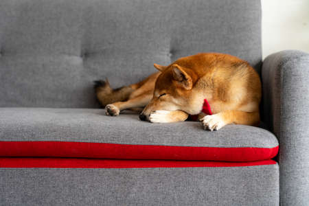 Shiba Inu dog breed Sleeping on a red-gray sofa.の写真素材