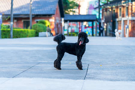 The Black Standard Poodle is standing on a playground in the city.の写真素材
