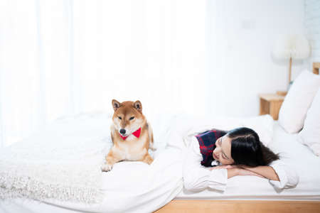 A young Asian woman lounging with a Shiba inu dog on a white bed.の写真素材