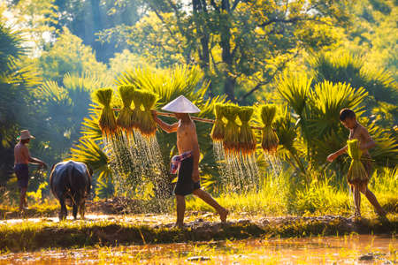 Asian men carrying saplings of jasmine rice to cultivate in rice fields. Grand Father, Father and son are working together to bring rice together.の写真素材
