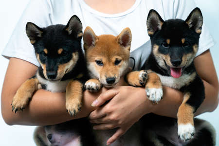 A girl holding three Shiba Inu puppies.の写真素材
