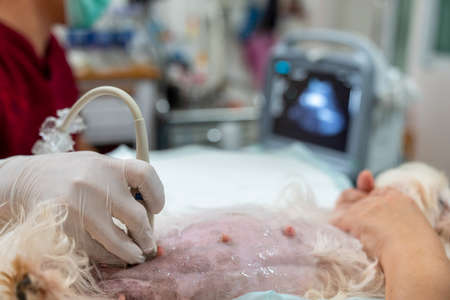 The abdomen of an Maltese dog, who was examined by an ultrasound. Veterinarian doing ultrasound and analyze healthy of animal. Watching puppies in dogs with ultrasound.の写真素材