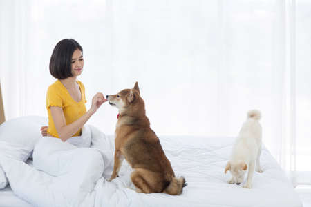 An Asian woman sitting on the bed with a Shiba Inu dog.の写真素材