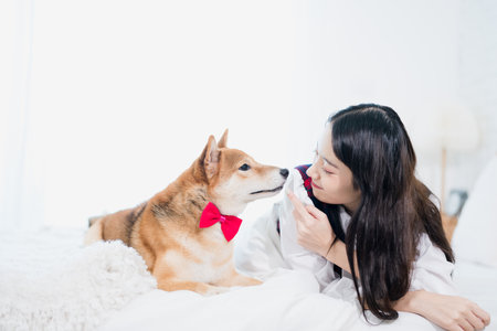 A Shiba Inu listening to a command from a young Asian woman.の写真素材