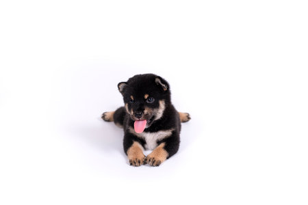 A black-brown Shiba Inu puppy lying on white background.の写真素材
