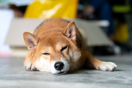 A Shiba dog sleeping in room. Japanese dog sleeping.の写真素材