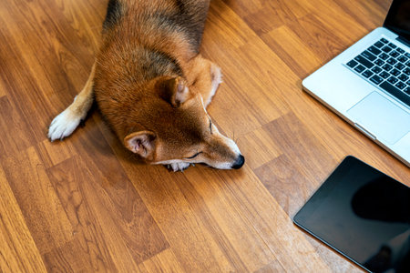 Pet Lover concept. Work from home and pets. Shiba inu dog and a laptop on the wooden floor. Asian Woman with Shiba inu dog. Social distance.の写真素材