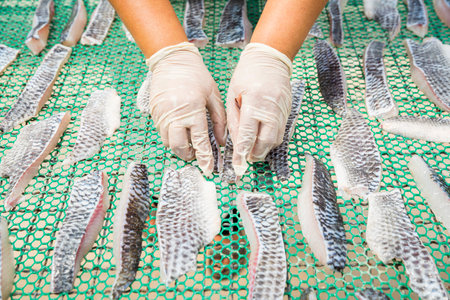 Fresh fish drying morning sun. Food preservation by fish drying. Dried Tilapia. Food processing of fishermen in Thailandの写真素材