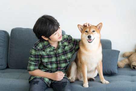 A male teenager sitting with a Shiba Inu on the sofa in the living room. Japanese dog.の写真素材