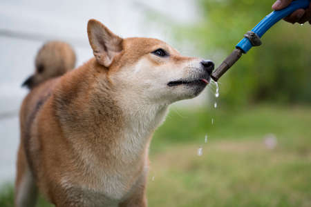 The Shiba Inu is eating water from a hose in the grass.  Japanese dog in garden.の写真素材