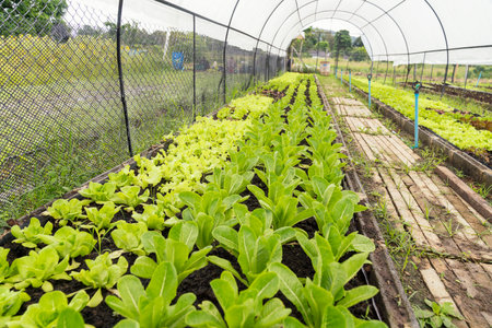 Organic Salad Plot. Growing Salad. Organic vegetables are growing on plot with the sunlight.