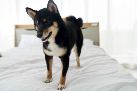 Turtles are Exotic Pets. Sulcata Tortoise or African spurred tortoise are in the veterinary examination room.の写真素材