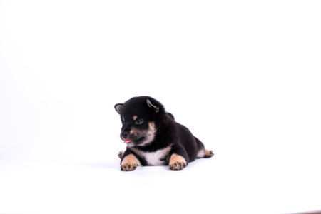 A black Shiba Inu puppy lying in a basket placed on a white background.の写真素材