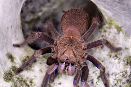 The blue tarantula is building a nest. Tarantula Is a spider or burrow with a ferocious nature.の写真素材
