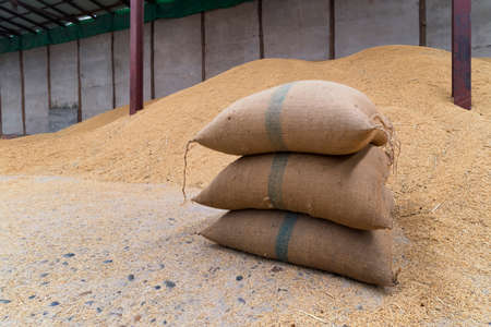 Rice in a sack that is in a warehouse for storing rice. Canvas bags stacked in a pile.