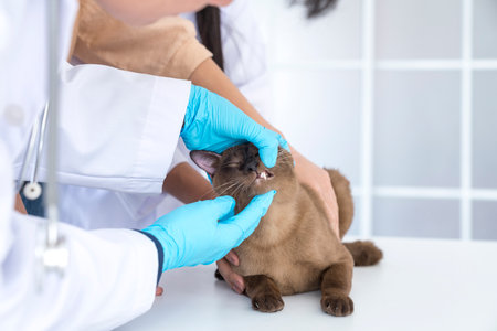 A veterinarian is examining a cat's teeth. Examination of the cat's mouth and teeth.の写真素材