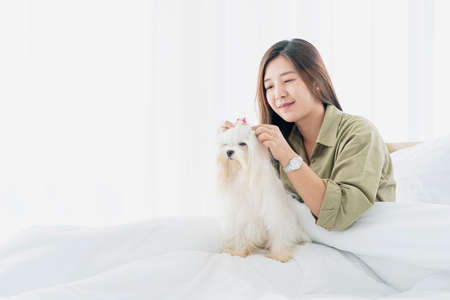 Young woman ties the hair to a white-haired maltese dog. Baby Grooming for white dog.の写真素材