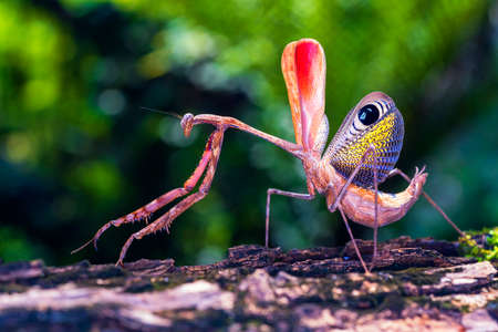 Pre-cupulatory Peacock Mantis. The praying mantis was standing on a mossy log. Thailand, Asia.