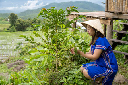 Pakhayo woman was looking at the coffee plant. A woman belonging to hill tribe collecting coffee.の写真素材