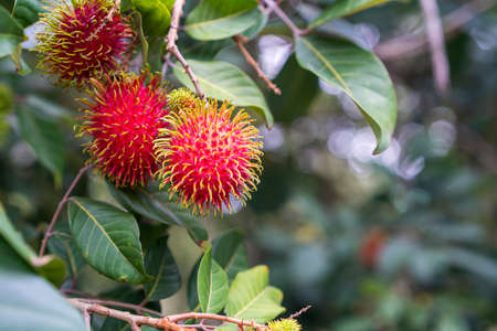 Bunch of rambutan fruit hanging from a rambutan tree. Rambutan fruit in the summer of Thailand.