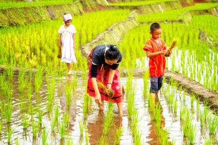 Pakhayo family Walking on the rice terraces. Farmers grow rice in the rainy season. Family farmers farming on rice terraces. Ban Pa Bong Piang That has the most beautiful rice terraces in Thailand.の写真素材