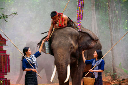 A young woman is handing a lunch box to her husband on an elephant's back. The elephant in the jungle. Surin, Thailand.の写真素材