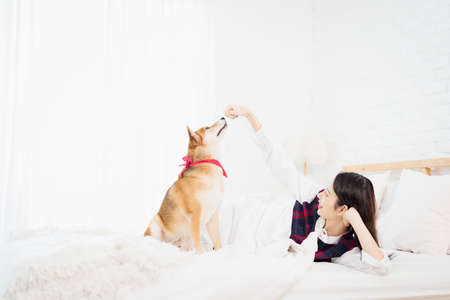 Shiba inu dog and young woman on the bed in bedroom. Young woman playing with Shiba Inu in her bedroom.の写真素材