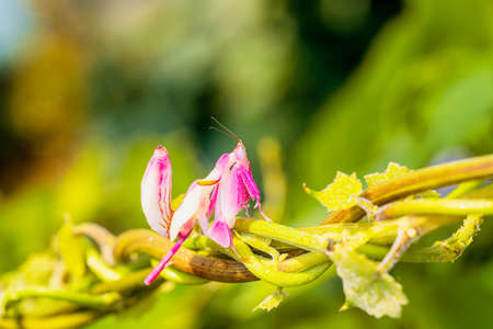 Pink Orchid Mantis Camouflage. The praying mantis on the vine.の写真素材