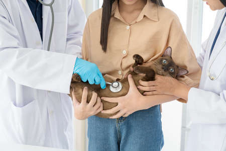 Veterinarians are examining and treating cats from illnesses.の写真素材