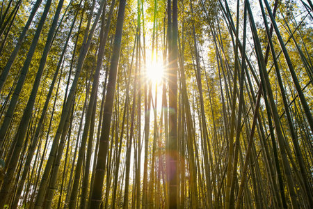 Bamboo Groves, bamboo garden in japan Major tourist attractions in Japan.の写真素材