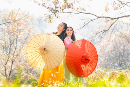 Two Korean girl wearing a hanbok holding a red umbrella. Beautiful Female wearing traditional Korean hanbok with sakura tree, Korea. Asian woman tourists.の素材 [FY310176056002]