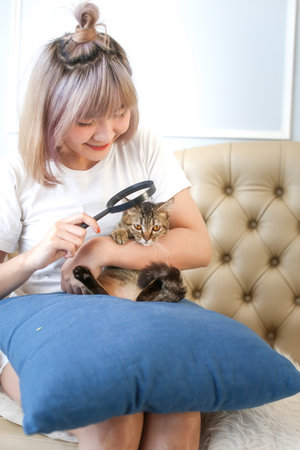 Asian woman holding a cat and using a magnifying glass to look at the cat on the sofa.の写真素材