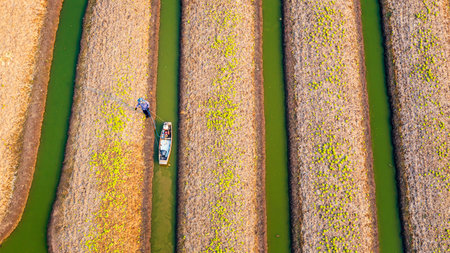 Farmers are spraying pesticides in their vegetable fields. The farmer sprayer their cabbage field.