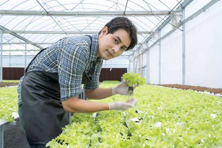 Male farmer caring for seedlings Baby Green oak on hand wearing rubber gloves cultivation hydroponic green vegetable in smart farm plant.の写真素材