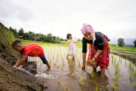 Family farmers farming on rice terraces. Ban Pa Bong Piang That has the most beautiful rice terraces...