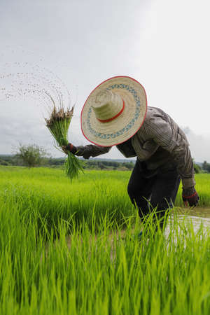 Farmers grow rice in the rainy season. Farmers shaking the soil from the seedlings of jasmine rice. Thailand.の写真素材