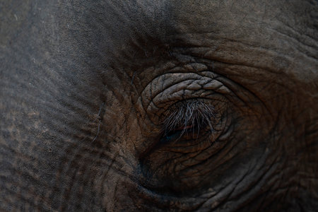 The face of an Asian elephant. elephant face cropの写真素材