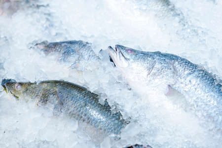Food backgrounds. Fresh white snapper in supermarket.