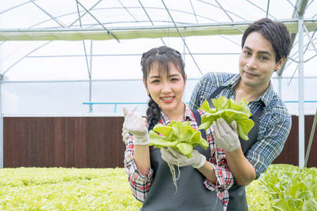 Male and female farmers in modern hydroponic vegetable fields. Farmers are showing off their produce in modern hydroponic vegetable plots.の写真素材