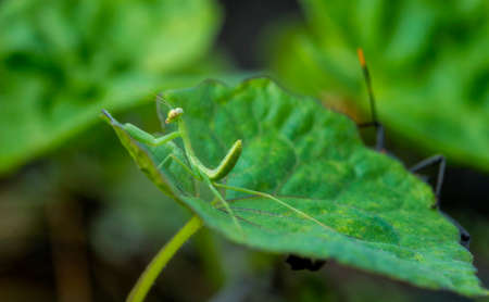 Praying mantis standing on a leaf. Green praying mantis standing on leaf.