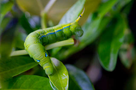 Green caterpillar on green leaf. Green worm are clamber on branch.の写真素材