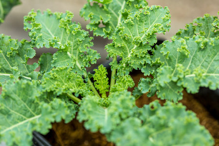 Kale, Close-up of garden with young Kale leaves.
