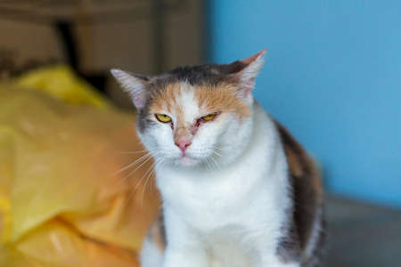 The cat is annoyed. The cat makes a funny face.の写真素材