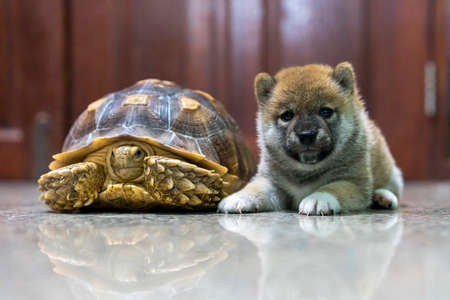 Shiba Inu puppy and African spurred tortoise or Sulcata tortoise.の写真素材