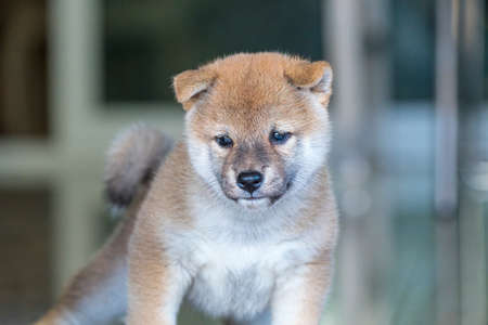 The Shiba Inu puppy, looking outside.の写真素材