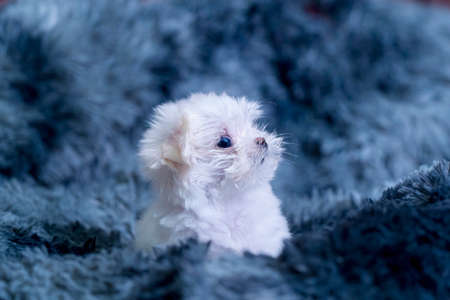 Maltese Terrier puppy sitting on a gray carpet