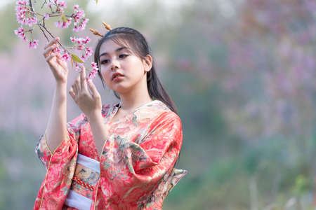 Asian woman wearing a yukata kimono in a cherry blossom gardenの写真素材