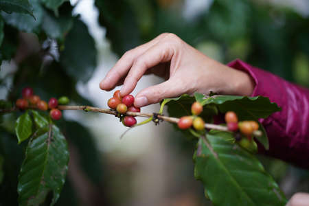 Coffee bean harvest season. A woman collecting red coffee beans in a coffee plantation.の写真素材